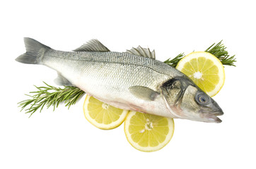sea bass