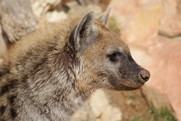 Fototapeta premium Spotted (laughing) Hyena - Crocuta crocuta