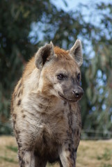 Spotted (laughing) Hyena - Crocuta crocuta