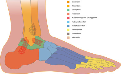 Sprunggelenk und Fuß