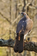 Goshawk.