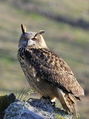 Eagle Owl.