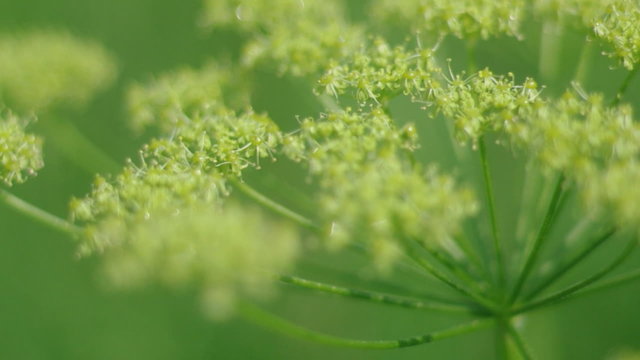 Angelica plan. Close-up  .Shallow depth-of-field.