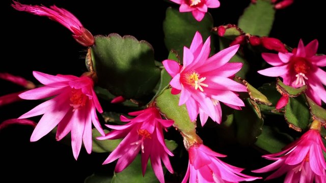 Epiphytic cactus bloom on the black (Schlumbergera) timelapse