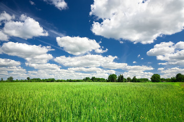 Green wheat field on blue sky background
