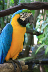 Macaw parrot
