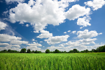 Green wheat field on blue sky background