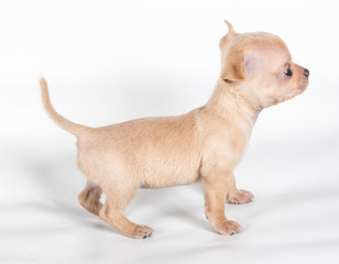 chihuahua puppy  in front of a white background