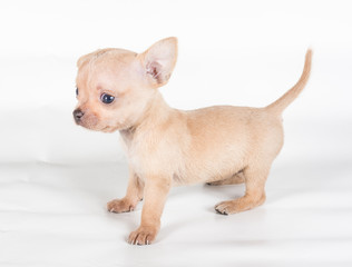 Obraz premium chihuahua puppy in front of a white background