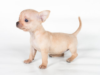 chihuahua puppy  in front of a white background