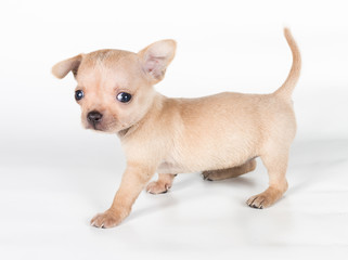 chihuahua puppy  in front of a white background