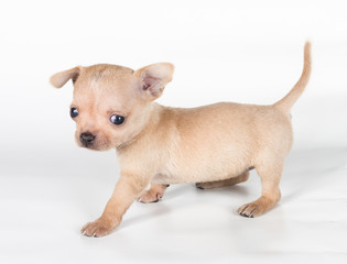 chihuahua puppy  in front of a white background
