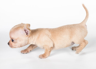 chihuahua puppy  in front of a white background