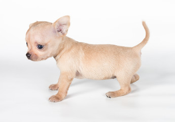 chihuahua puppy  in front of a white background