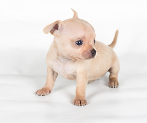 chihuahua puppy  in front of a white background
