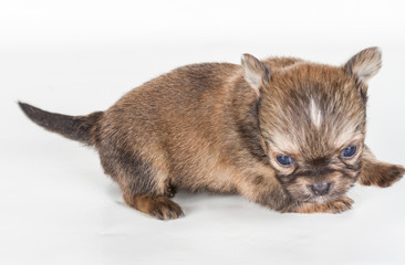 chihuahua puppy  in front of a white background