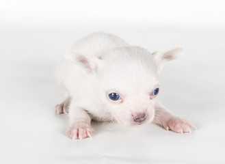 chihuahua puppy  in front of a white background