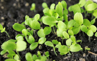 sucker leaves green lettuce in soil