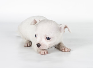 chihuahua puppy  in front of a white background