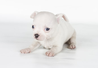 chihuahua puppy  in front of a white background