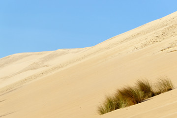 végétation sur la dune du Pila
