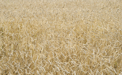 grain field