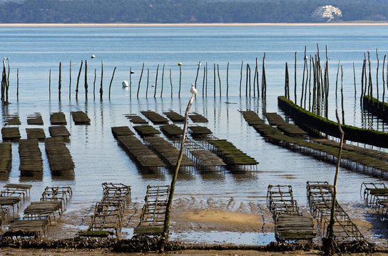 bassin d'arcachon, parcs &agrave; huitres