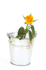 single yellow rose in bucket