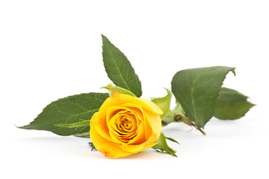 Single Yellow Rose