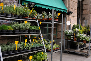 Mercato con piante aromatiche in vendita © serenacar
