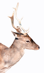 Buck deer portrait isolated on white