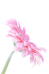 pink gerbera