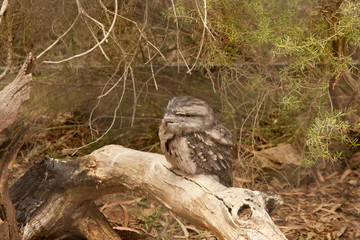 Frog faced owl sitting on a log