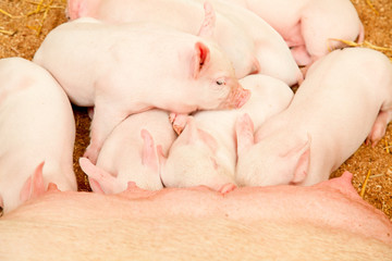 Young pigs