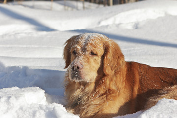 Portrait of retriever in park, muzzle in snow