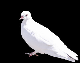One White Dove Isolated