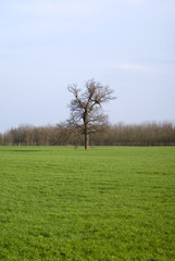 Agricultural landscape