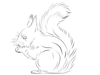 The squirrel gnawing nuts