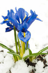 Spring flowers, irises on a white background © seqoya