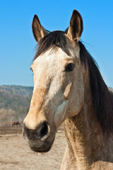 Cheval - portrait