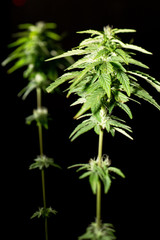 marijuana plants standing in flower pots