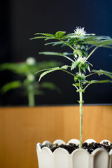 marijuana plants standing in flower pots