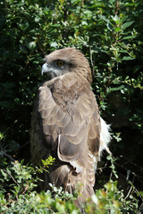 Short-toed Eagle,