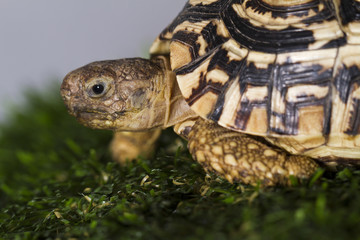 Leopard tortoise