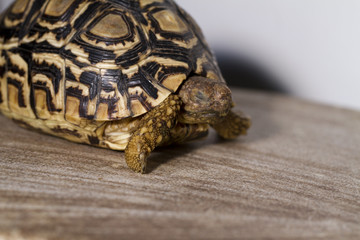 Leopard tortoise