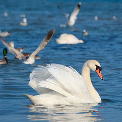 White swans floating on the water