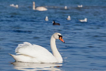 Naklejka premium Beautiful white swans