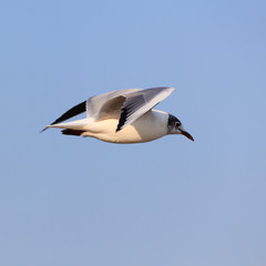 Fototapeta na wymiar Beautiful flying seagull