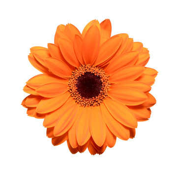 Orange gerbera flower isolated on white background