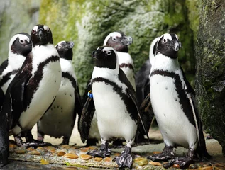 Foto op Plexiglas penguins © leungchopan